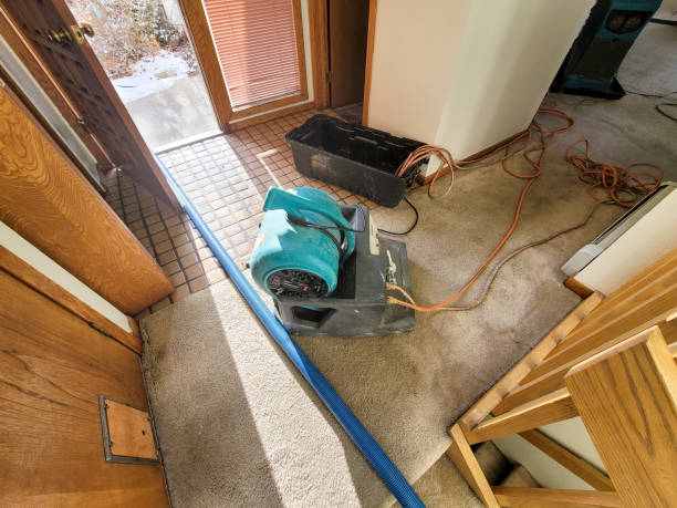 Best Mold removal after water damage  in Kaumakani, HI